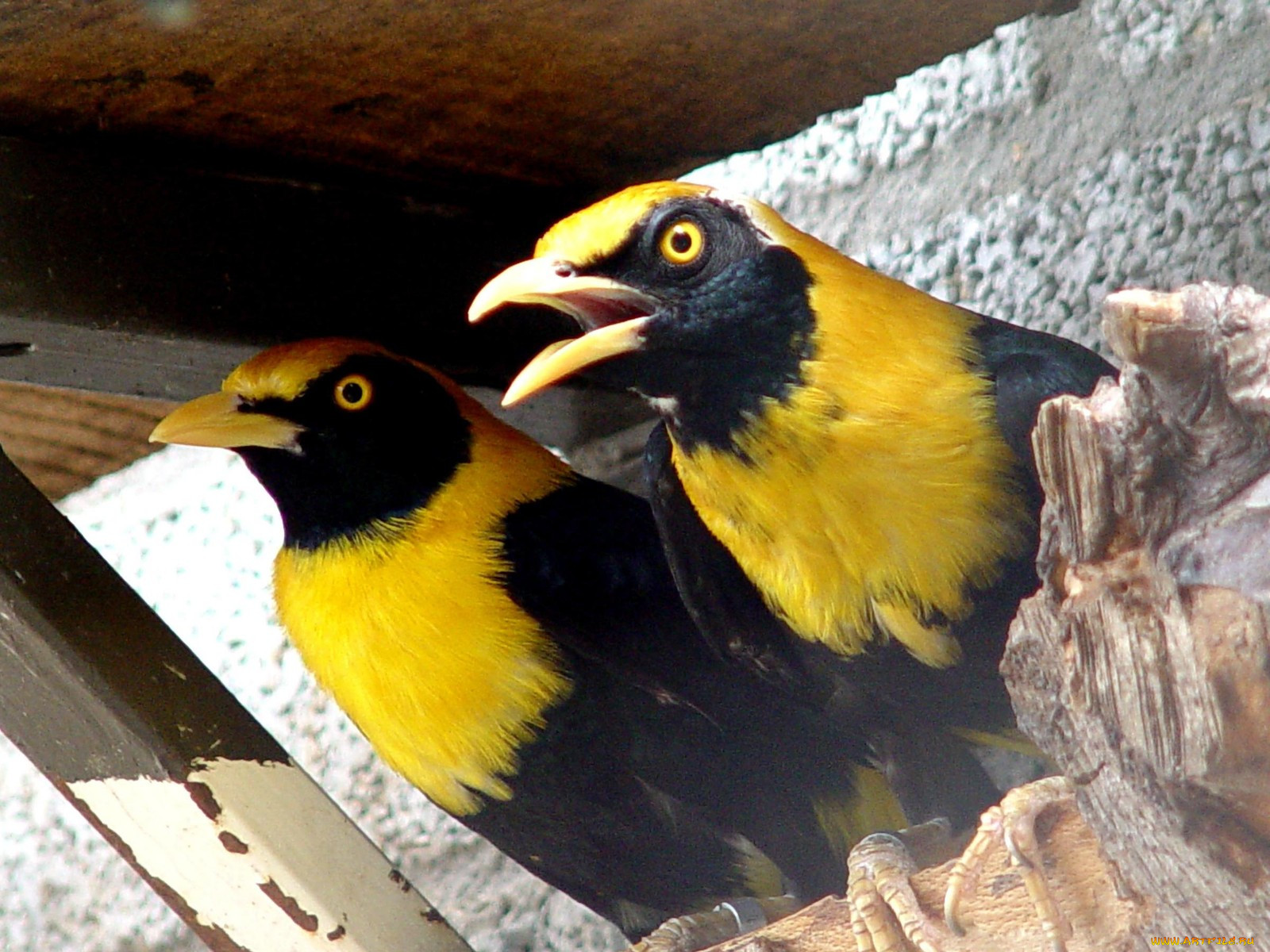 gold, breasted, mynah, , 